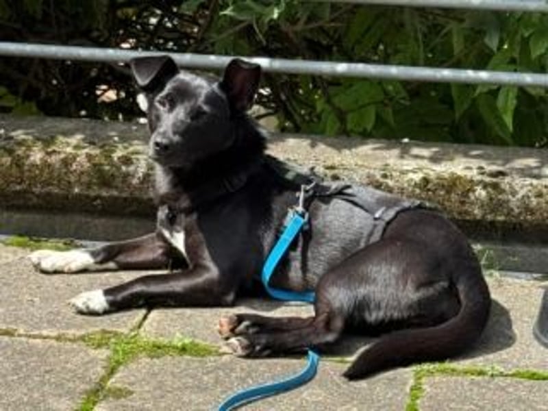 Shannon-Neugierig und doch ein bisschen vorsichtig