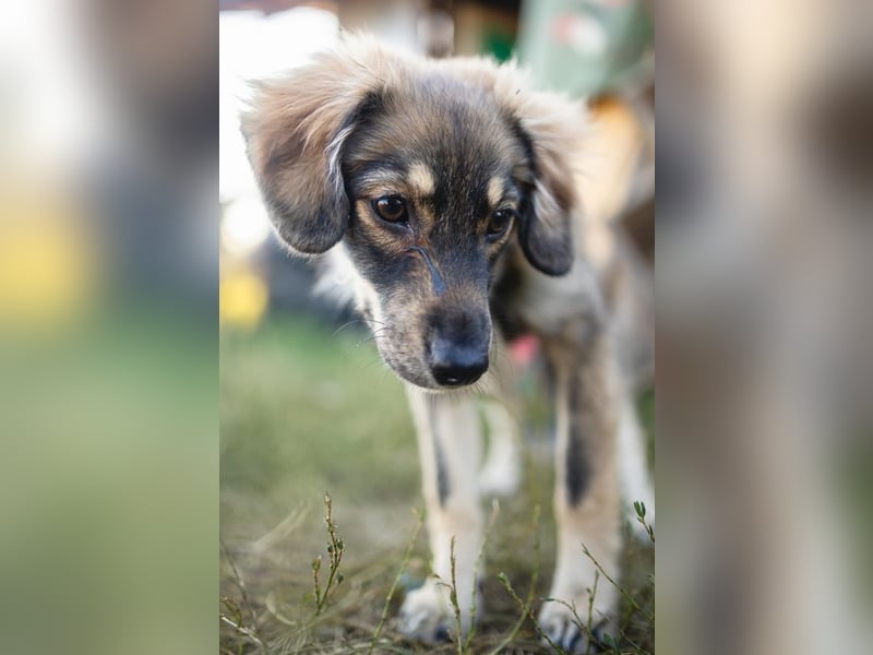 FELIA -wartet im Tierheim 79312 Emmendingen auf ihr liebevolles Für-immer-Zuhause