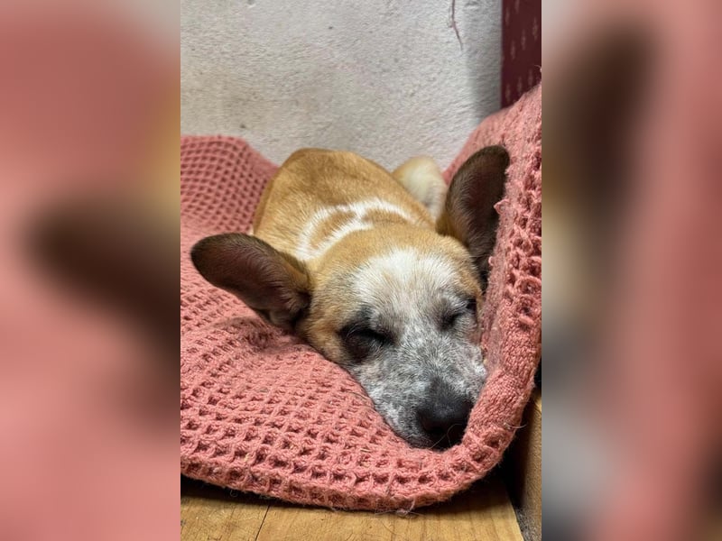 Kleine FLORA-alleine auf den Straßen unterwegs sucht sehnsüchtig liebevolles Zuhause