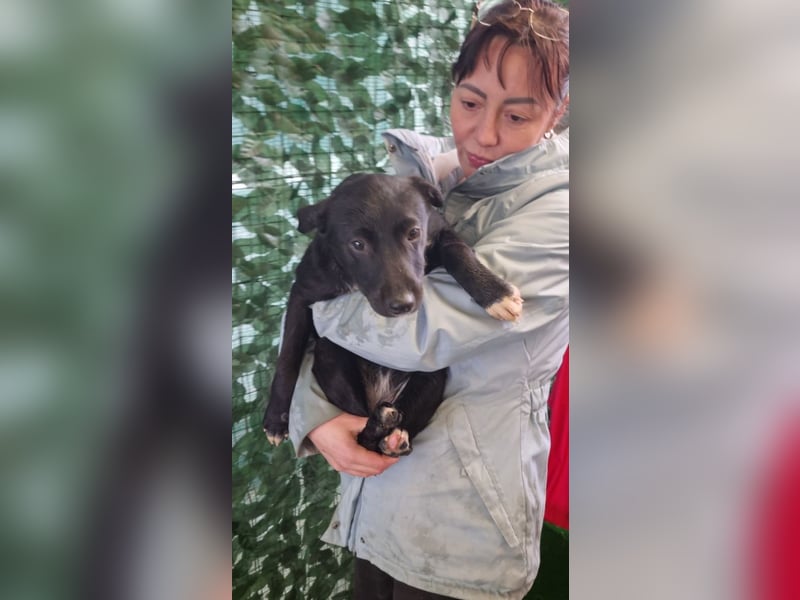 LORETTE - Zuckerschock, die kleine, unscheinbare Lorette sucht liebevolles Für-immer-Zuhause