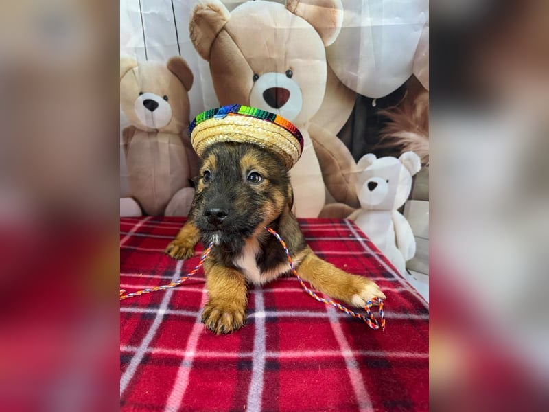 Archie – bereit für das große Welpenabenteuer