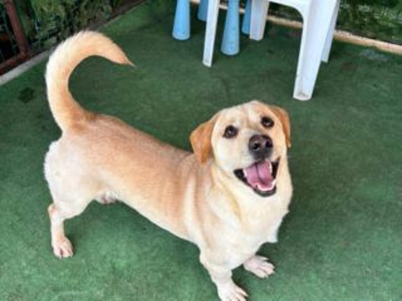 NEMO-sehr verspieltes lustiges kleines Kerlchen