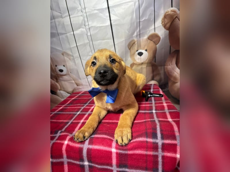 Zuckersüßer Buddy– wartet in 88677 Markdorf auf sein liebevolles Für-immer-Zuhause