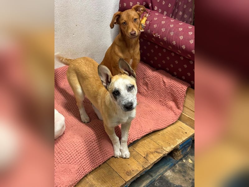 Kleine FLORA-alleine auf den Straßen unterwegs sucht sehnsüchtig liebevolles Zuhause