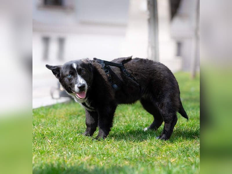 NORR-kleiner Sonnenschein, sehr lieb, ausgeglichen, verspielt, menschenbezogen
