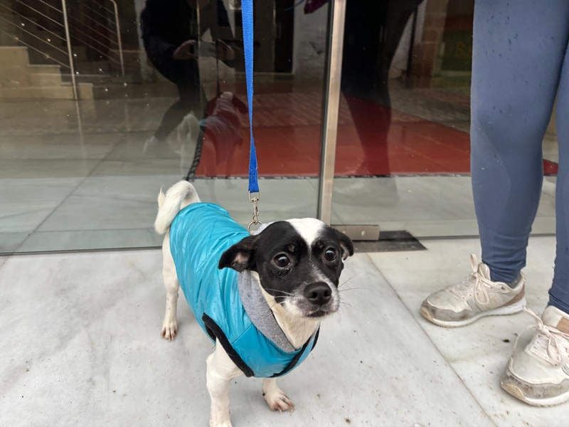 RUMI-kleines Herz auf 4 Pfoten, sanft, ruhig, liebt Kinder und Menschen -wo wartet seine Familie