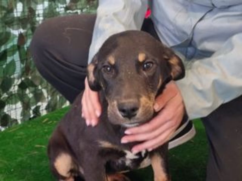 OLAF-überaus liebenswürdigen schokoladenfarbenen Mischlingsrüde