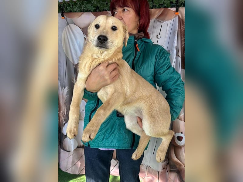 ZOE- verschmust, lieb, menschenbezogen, bereit für ihre liebevolle Für-immer-Familie