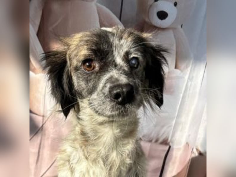 MAGGIE-sucht ein Menschenherz, das ihr die Welt zeigt