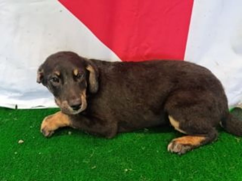 OLAF-überaus liebenswürdigen schokoladenfarbenen Mischlingsrüde