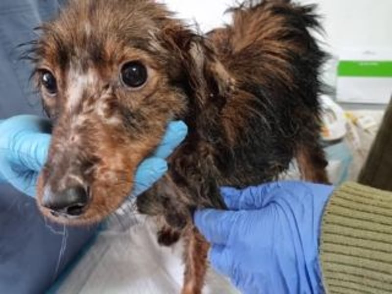 TUCKER-zarter, liebenswerter kleiner Hundebub