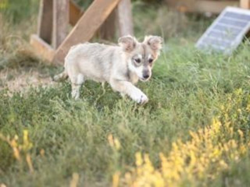 FOXY-eine kleine Hündin, die noch lernen möchte, der Welt zu vertrauen