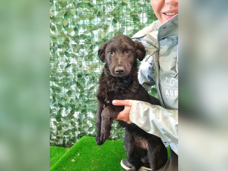 Freundliche MAGGY- wartet auf gepacktem Köfferchen auf ihre liebevolle Familie