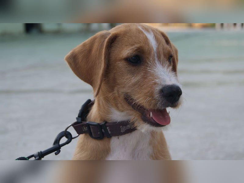 BROWNIE-Ein Herz auf vier Pfoten sucht sein zu Hause für immer