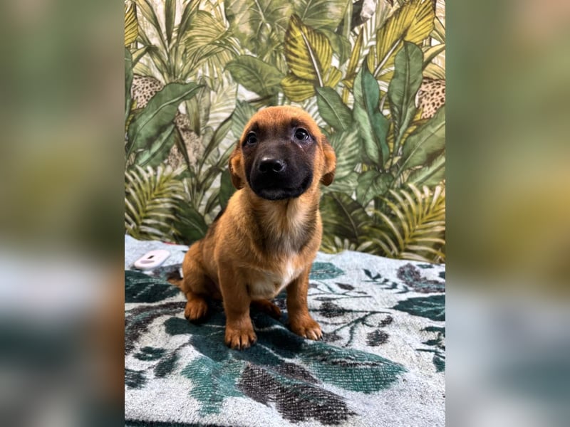 Cooper – bereit für die große Reise ins Glück