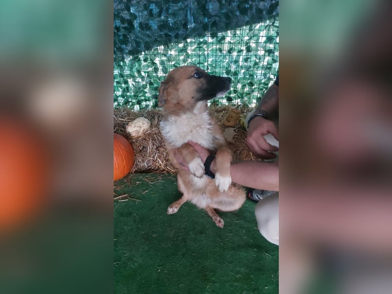 Freundlicher ANTON-wünscht sehnlichst- raus aus dem kalten, lauten Zwinger in sein Zuhause