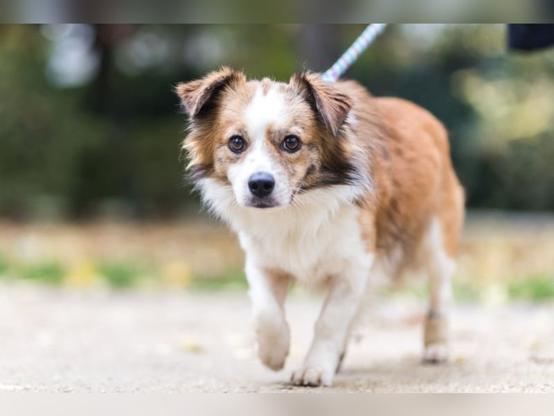 BISCUIT-kleiner Sonnenschein-liebevoll, anhänglich sucht sein liebevolles Für-immer-Zuhause