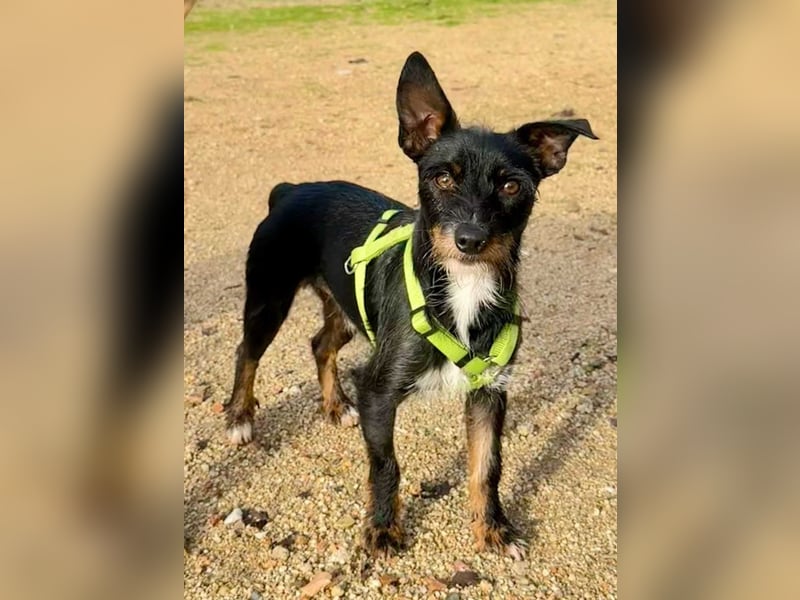 KOMO-unkomplizierter, kleiner Herzensbrecher, auf der Suche nach seinem Zuhause