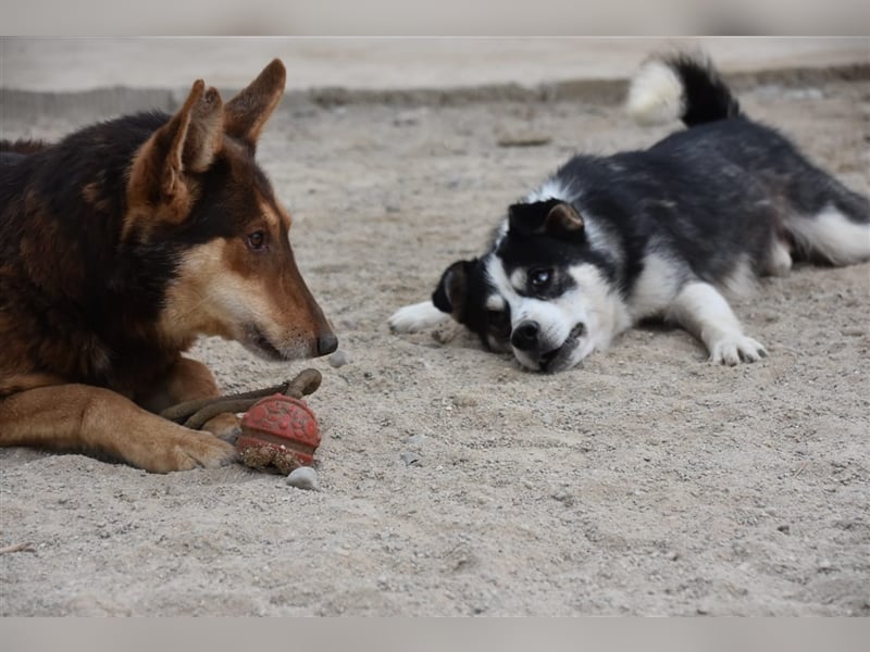 MUCKI - geselliges Kerlchen