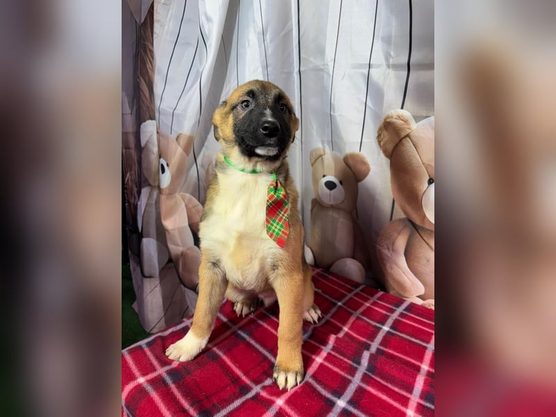 Max – hat sein Köfferchen schon gepackt