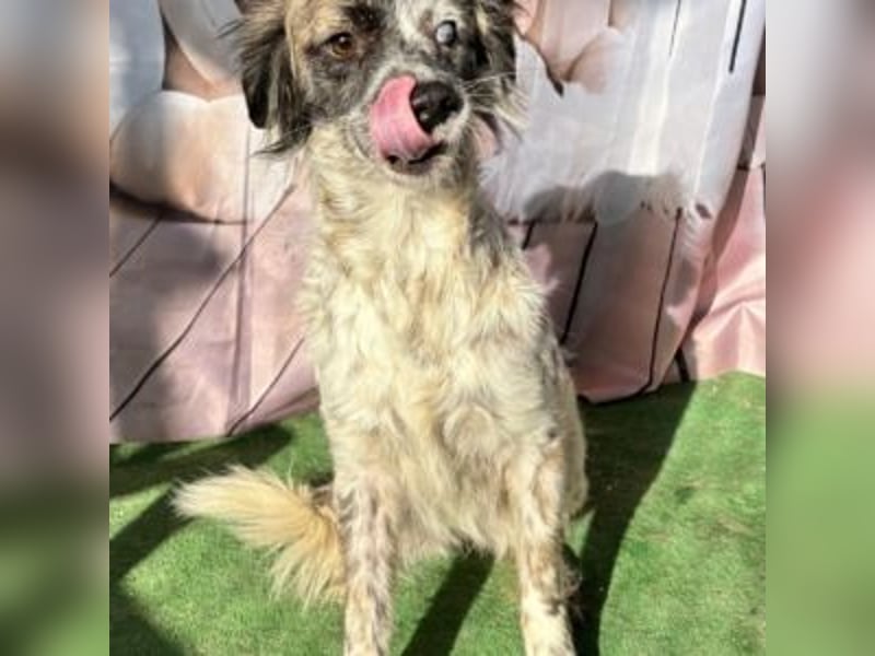 MAGGIE-sucht ein Menschenherz, das ihr die Welt zeigt