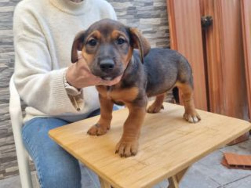 FARAH-kleiner Wirbelwind sucht seine Menschenfamilie