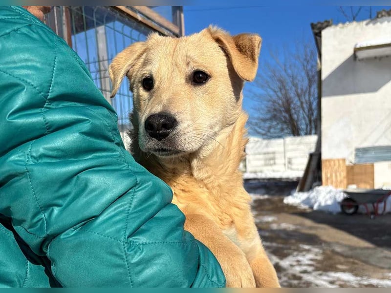 ZOE- verschmust, lieb, menschenbezogen, bereit für ihre liebevolle Für-immer-Familie