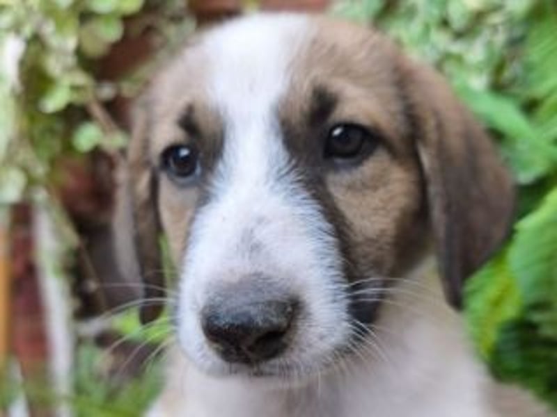 SPARTA-ist gerne mittendrin statt nur dabei und liebt es zu kuscheln und zu schmusen