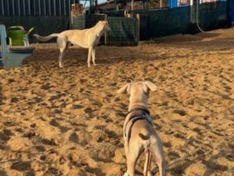 Sonnenschein NIRVANA ist bereit für sein liebevolles "Für-immer-Zuhause"