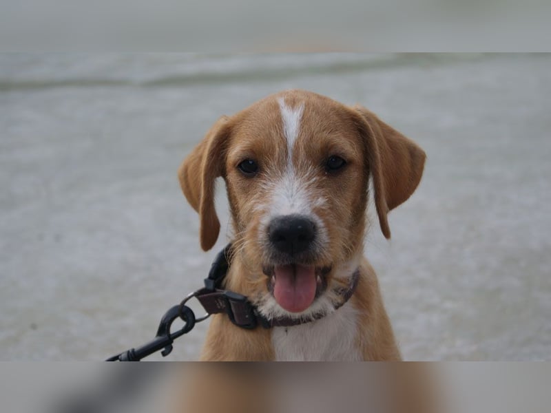 BROWNIE-Ein Herz auf vier Pfoten sucht sein zu Hause für immer