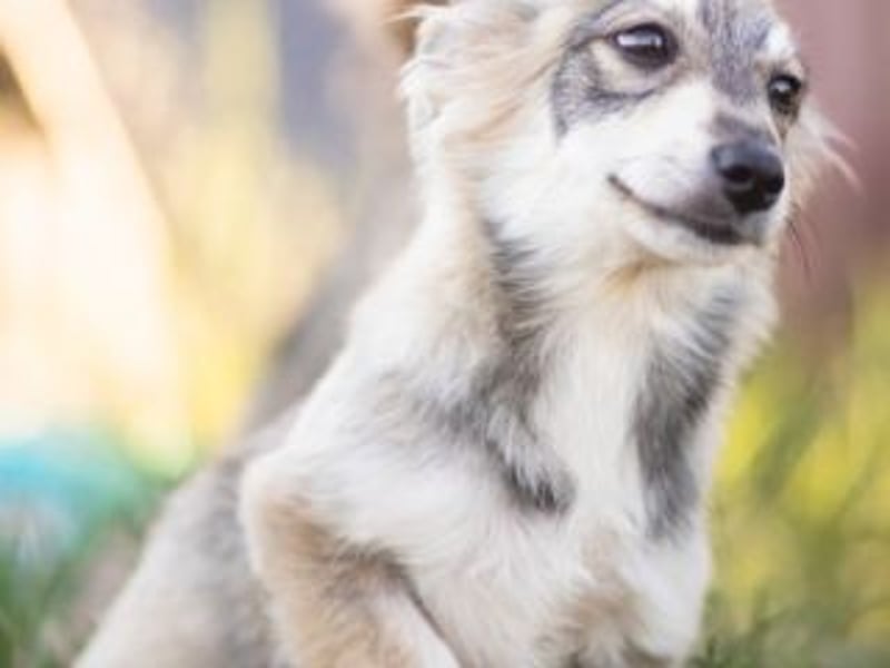 FOXY-eine kleine Hündin, die noch lernen möchte, der Welt zu vertrauen