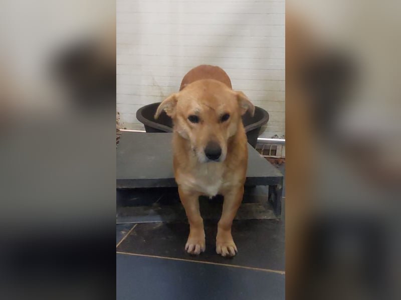 HONEY-feiner Charakter, traurige, braune Kulleraugen auf der Suche nach liebevollem Zuhause