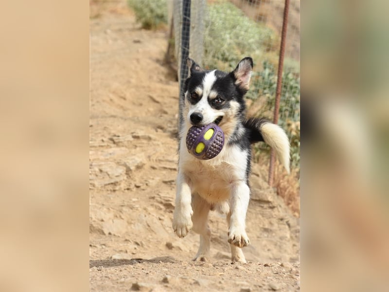 MUCKI - geselliges Kerlchen