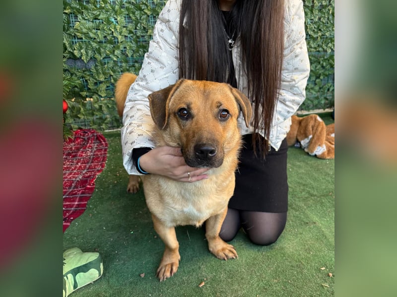 Niedlicher PACO-zutraulich, verschmust, liebenswert, den Menschen zugetan sucht sehnsüchtig Zuhause