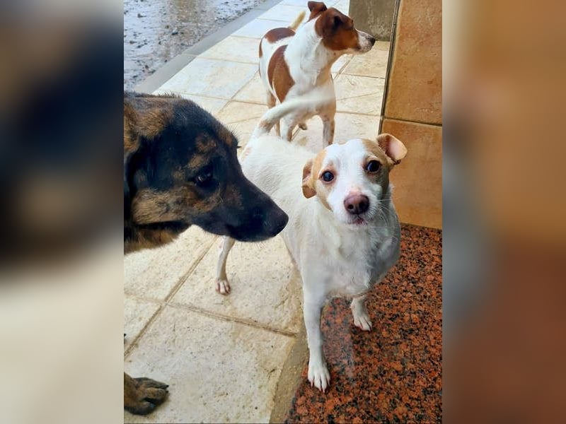 Fröhlicher BAKU-wartet in 79280 Au auf sein liebevolles Zuhause