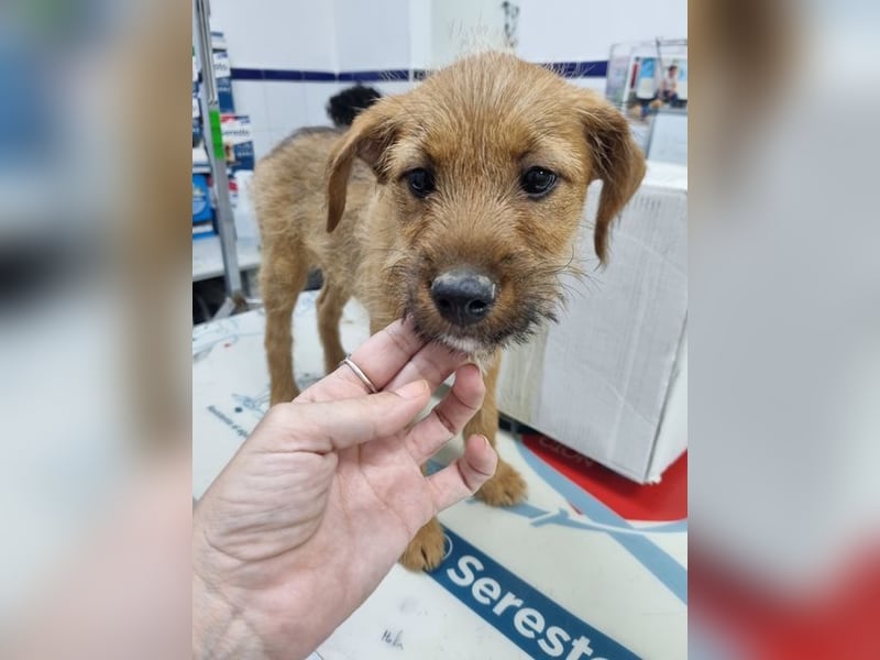 Kleine Robin sucht ihr großes Glück: seit sie In letzter Sekunde dem Schicksal entkommen ist!