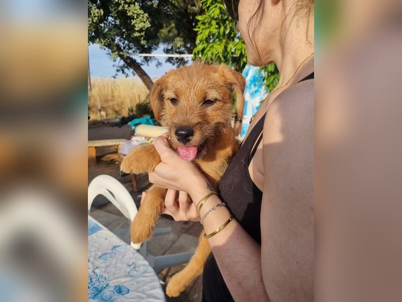 Kleine Robin sucht ihr großes Glück: seit sie In letzter Sekunde dem Schicksal entkommen ist!
