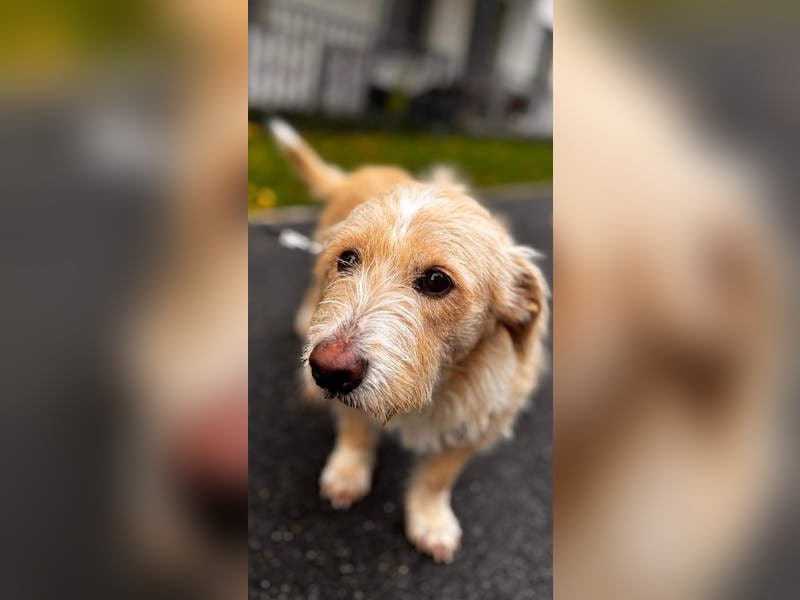 Süße JUNO sucht ihre liebevolle Für-immer-Familie