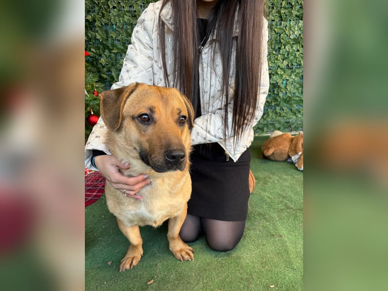 Niedlicher PACO-zutraulich, verschmust, liebenswert, den Menschen zugetan sucht sehnsüchtig Zuhause