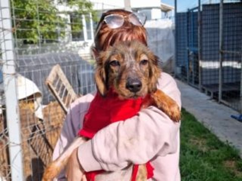 TUCKER-zarter, liebenswerter kleiner Hundebub