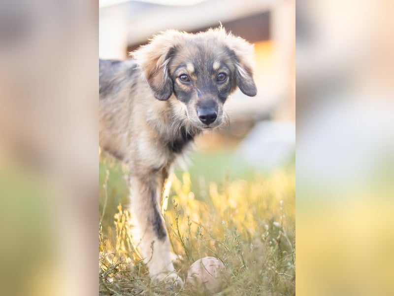 FELIA -wartet im Tierheim 79312 Emmendingen auf ihr liebevolles Für-immer-Zuhause