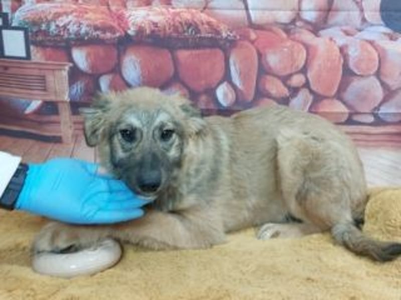 TOBY-sehr freundlich und außerordentlich verschmust