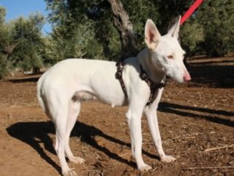 MILA- bezauberndes Wesen besticht auch durch ihre wunderschöne Ausstrahlung