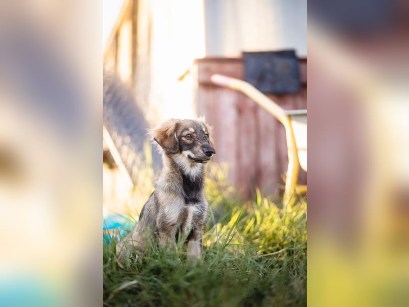 FELIA -wartet im Tierheim 79312 Emmendingen auf ihr liebevolles Für-immer-Zuhause