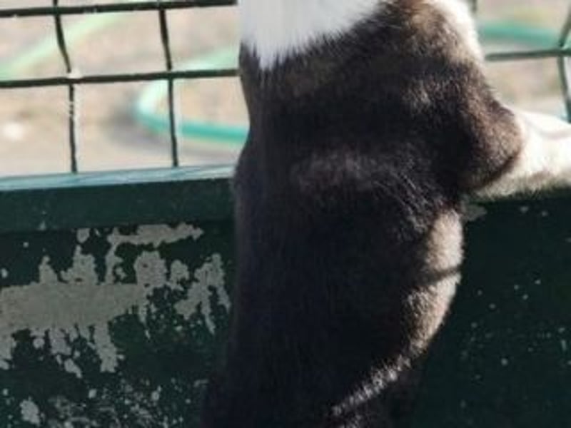 SAGA-wächst zu einem neugierigen und verspielten Hundekind heran
