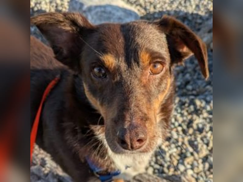 Caramel – sucht Menschen mit Geduld