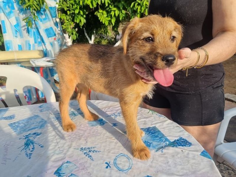 Kleine Robin sucht ihr großes Glück: seit sie In letzter Sekunde dem Schicksal entkommen ist!