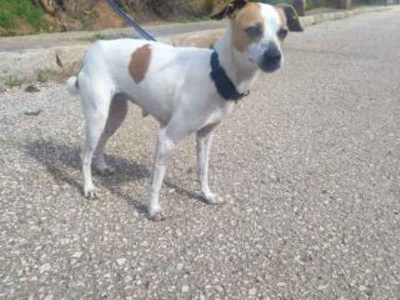 MARTA-kleine Hündin mit einem großen Herzen