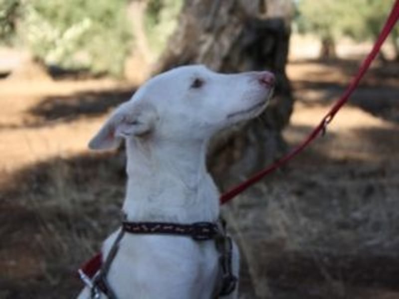 MILA- bezauberndes Wesen besticht auch durch ihre wunderschöne Ausstrahlung