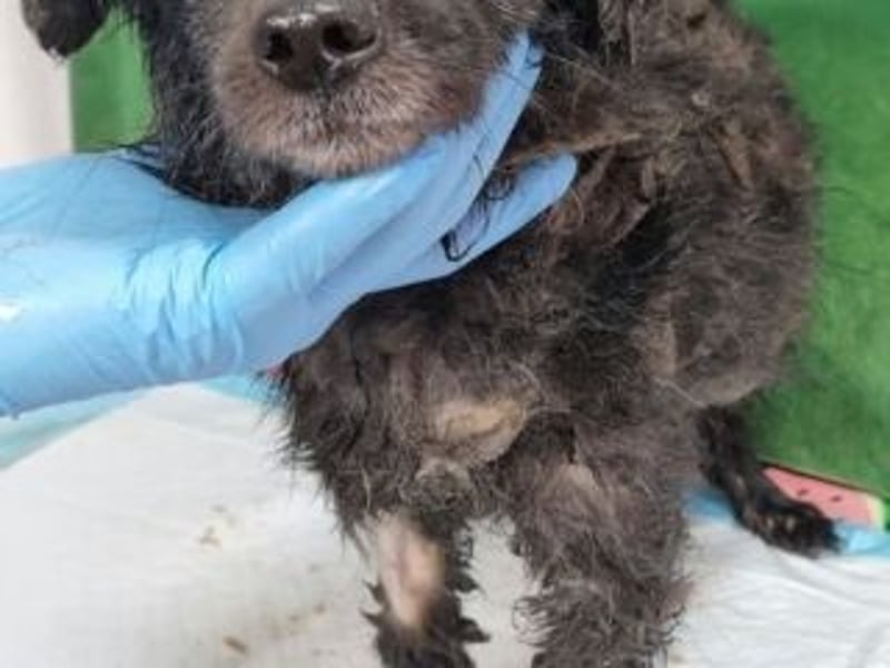 NERO-freundlicher, wenn auch noch etwas schüchterner junger Hund